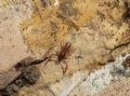 Chthonius sp.